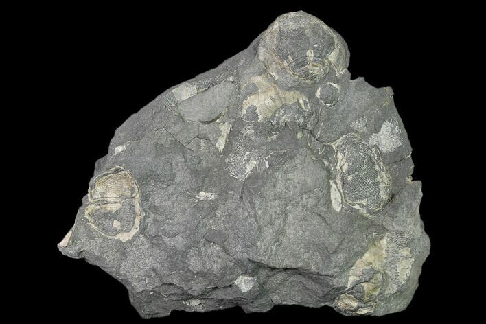 Pennsylvanian Fossil Brachiopod Plate - Kentucky #138906